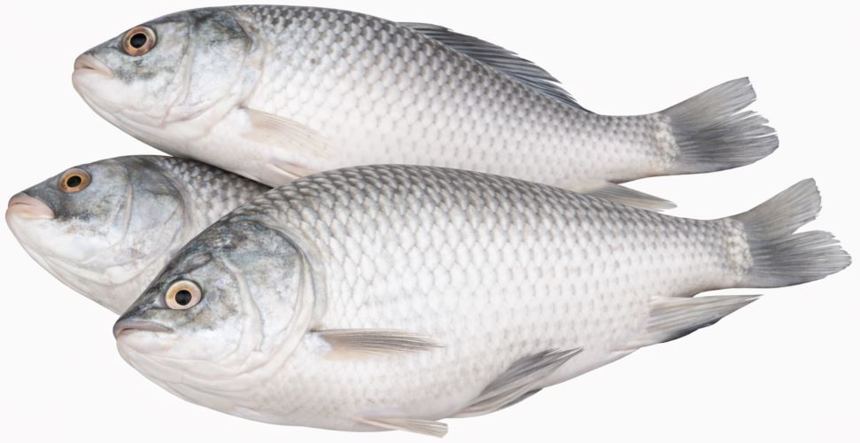 Bakra Fish