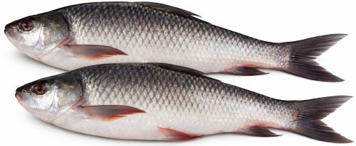 Rava Fish