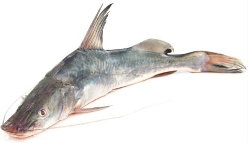 Singara Fish